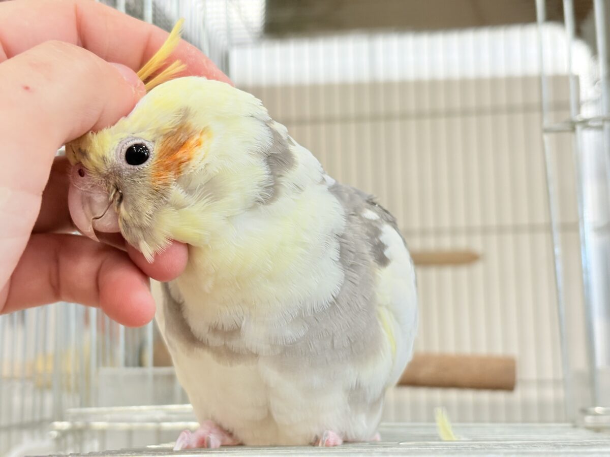 オカメインコ