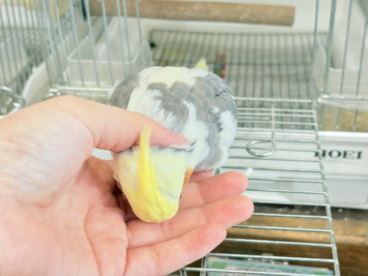 オカメインコ