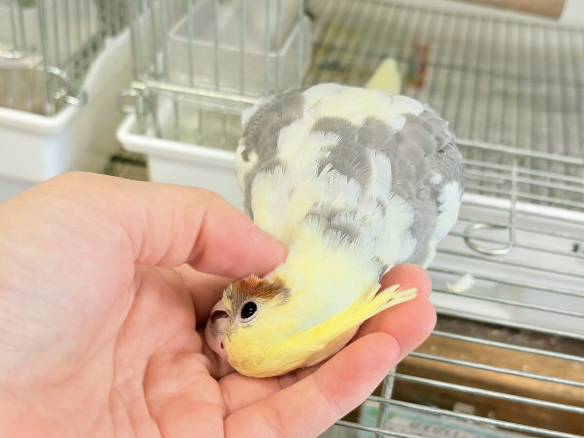 オカメインコ