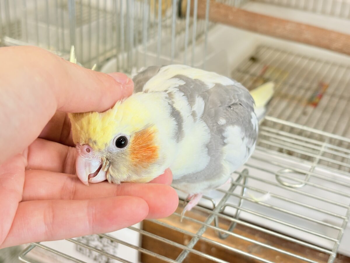 オカメインコ
