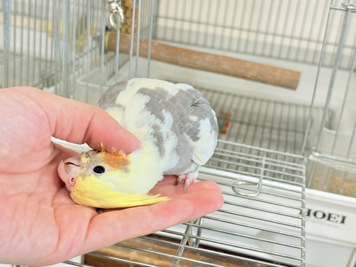 オカメインコ