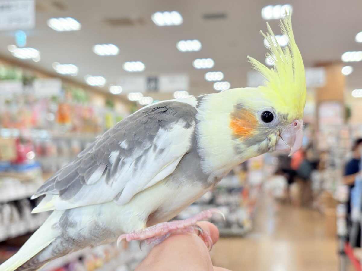 オカメインコ