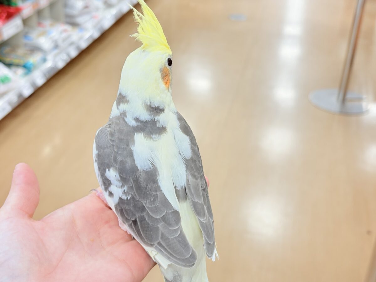オカメインコ