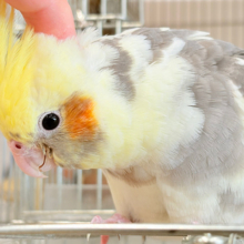 【最新画像更新🪄ひとり餌‪になりました☆】プリティフェイス🍒オカメ界のアイドル🐥🪇オカメインコ(パイド) ヒナ