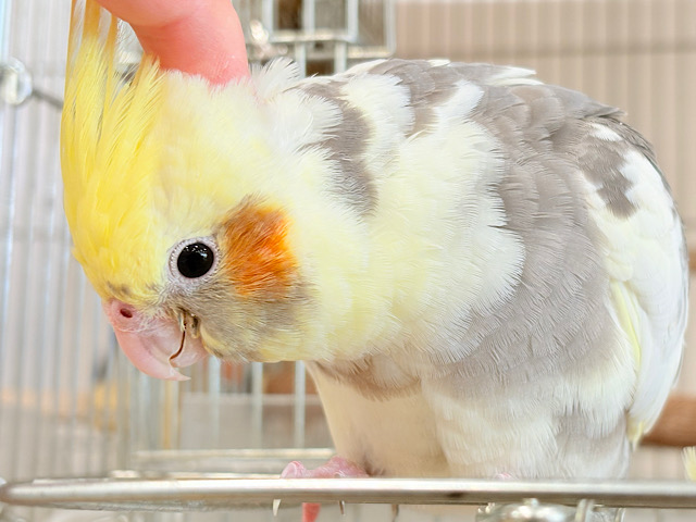 【最新画像更新🪄ひとり餌‪になりました☆】プリティフェイス🍒オカメ界のアイドル🐥🪇オカメインコ(パイド) ヒナ