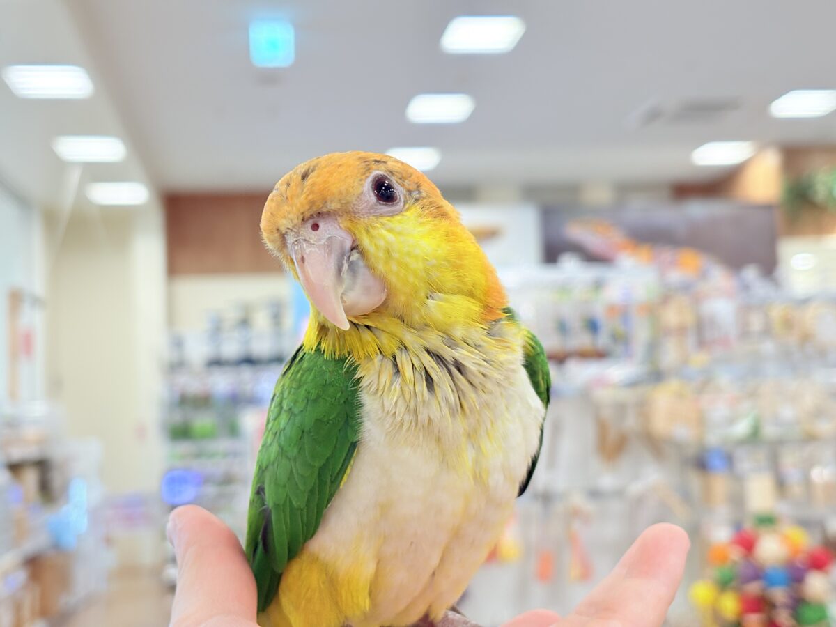 シロハラインコ