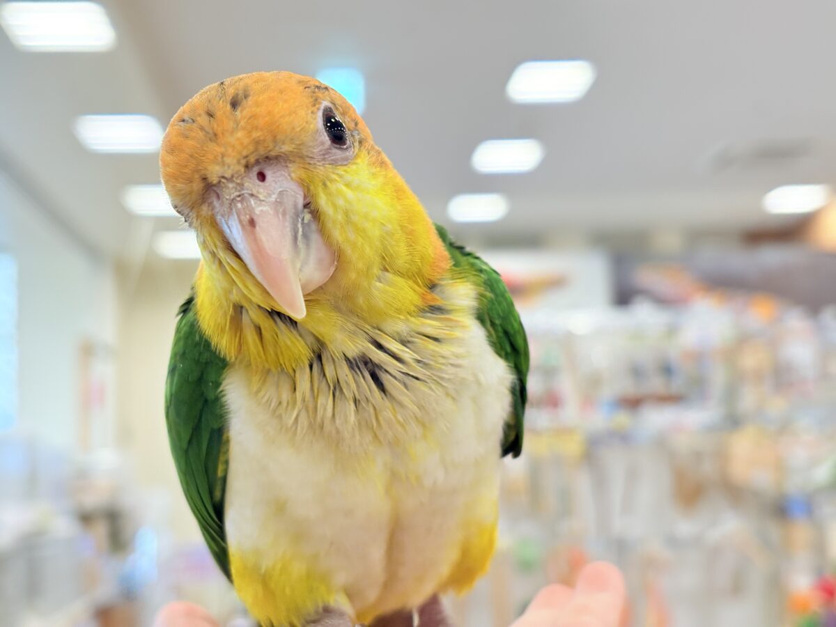 シロハラインコ