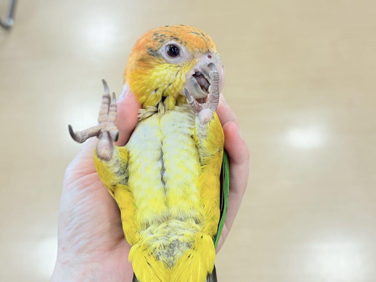 シロハラインコ