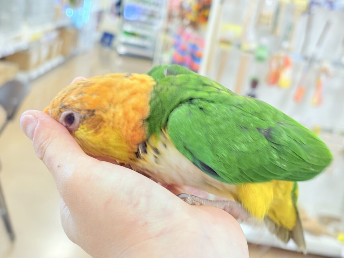 シロハラインコ