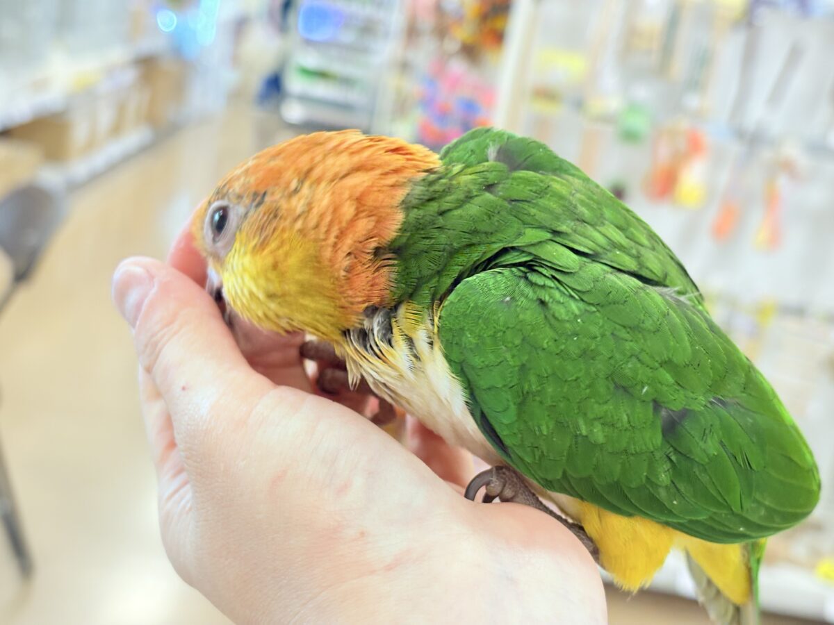 シロハラインコ