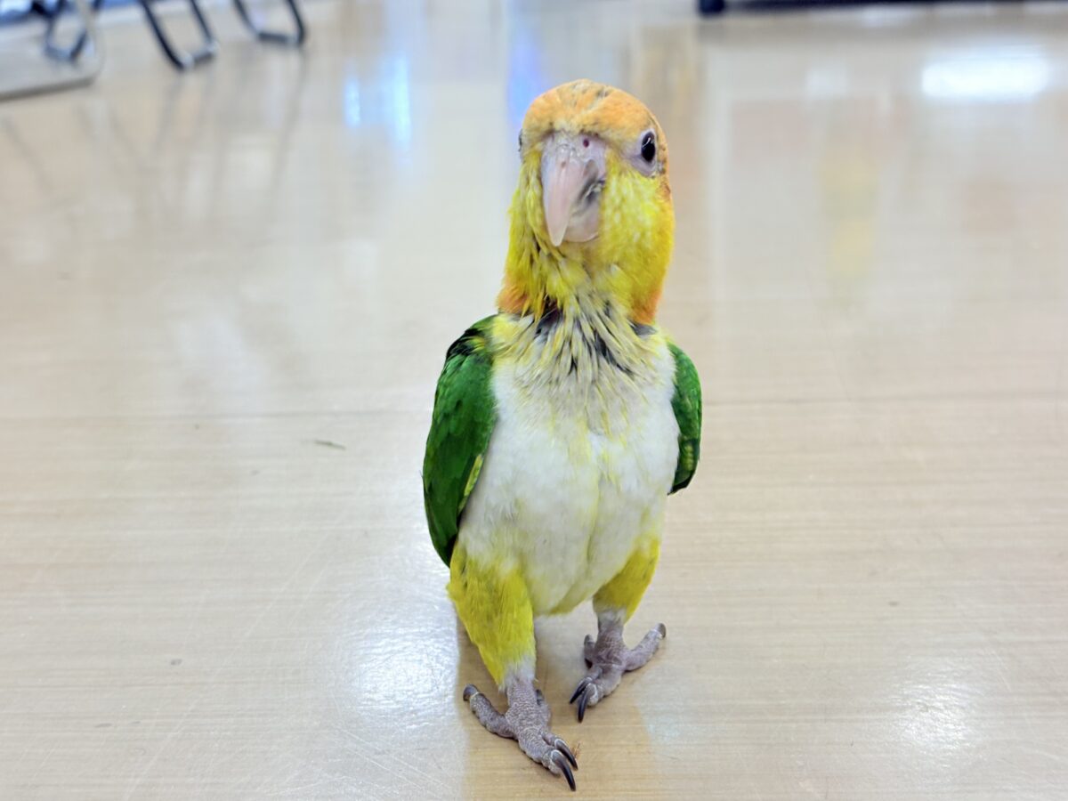 シロハラインコ