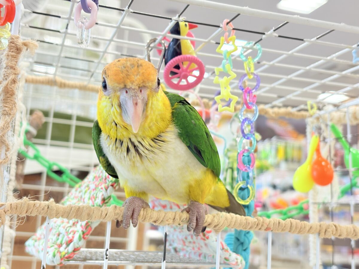 シロハラインコ