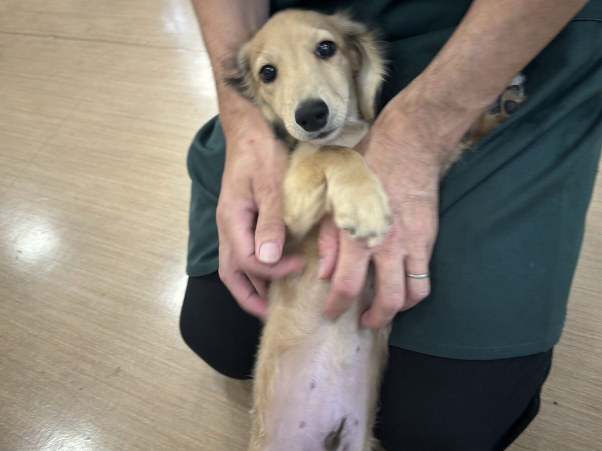 ミニチュアダックス