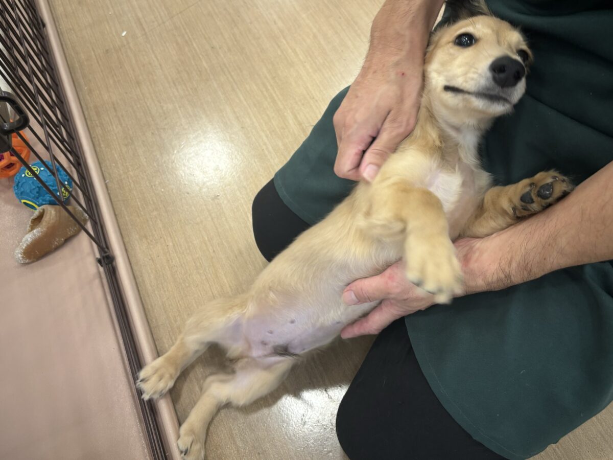 ミニチュアダックス