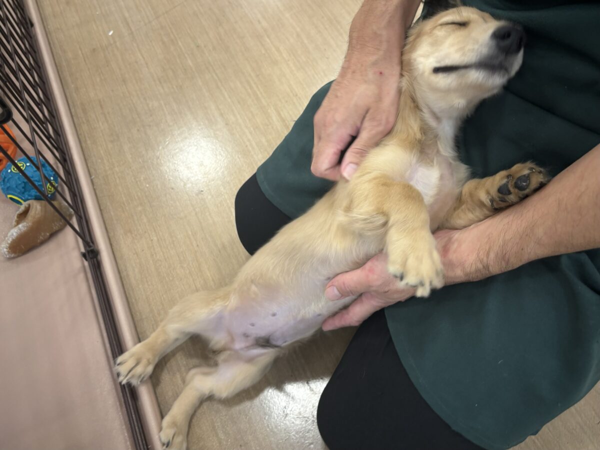 ミニチュアダックス