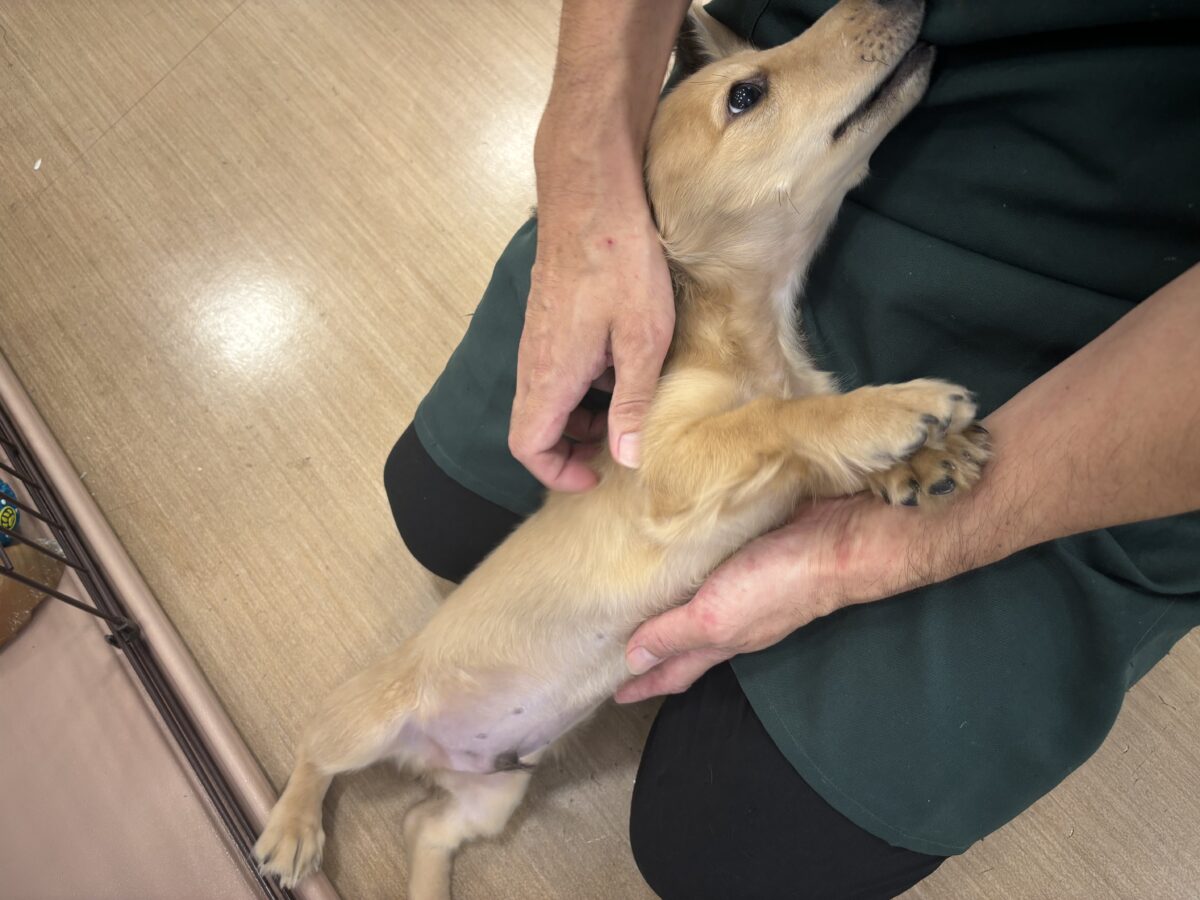 ミニチュアダックス