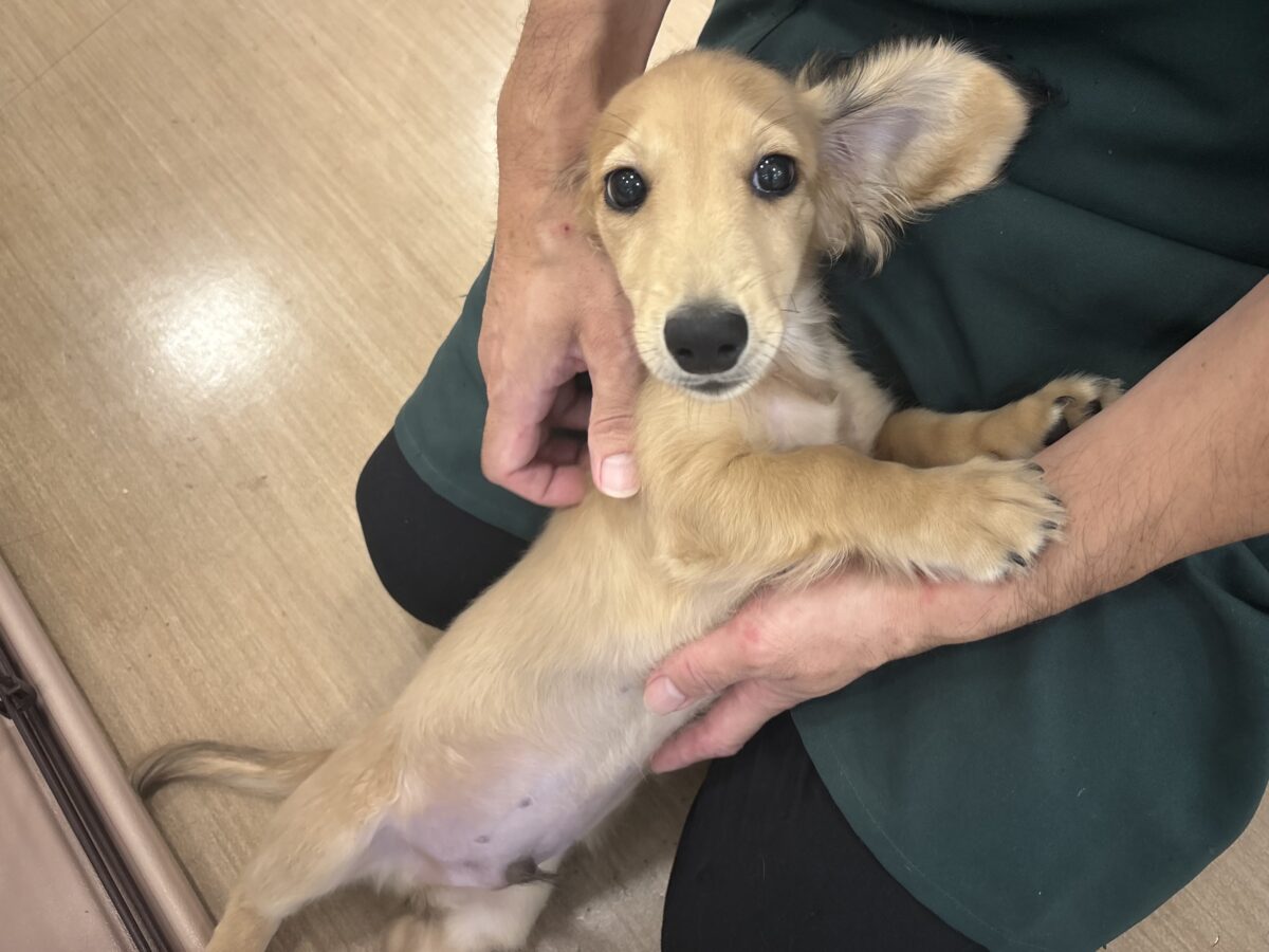 ミニチュアダックス