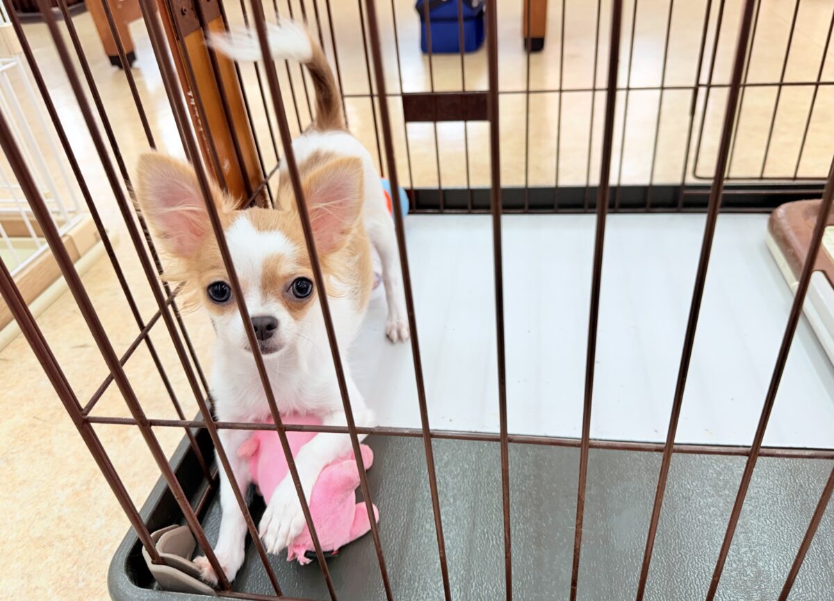 チワワ