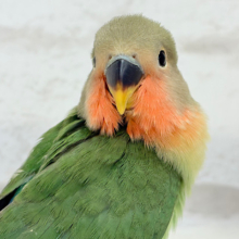 【最新画像更新🪄】ぽやぽや〜っとおっとりさん𓈒𓏸︎︎︎︎ 𓈒𓂂𓏸コザクラインコ(ノーマル) ヒナ