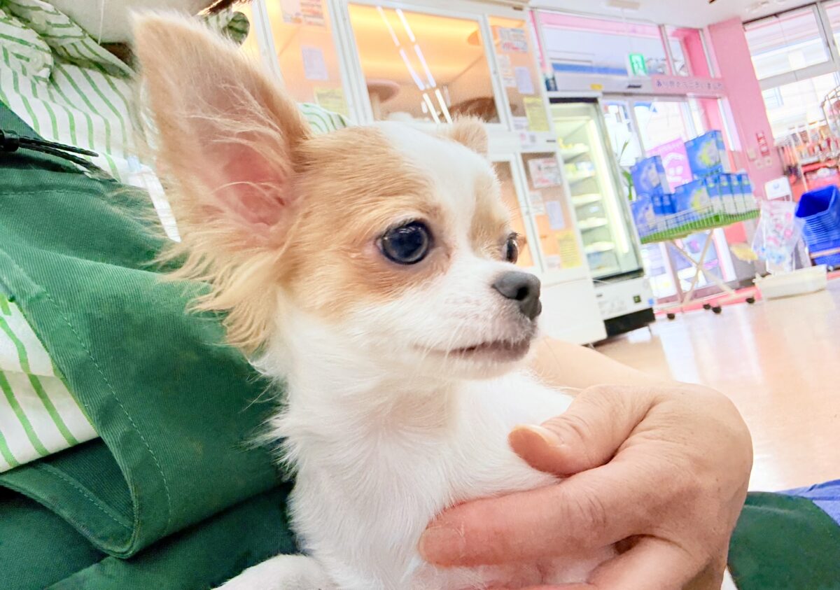 チワワ