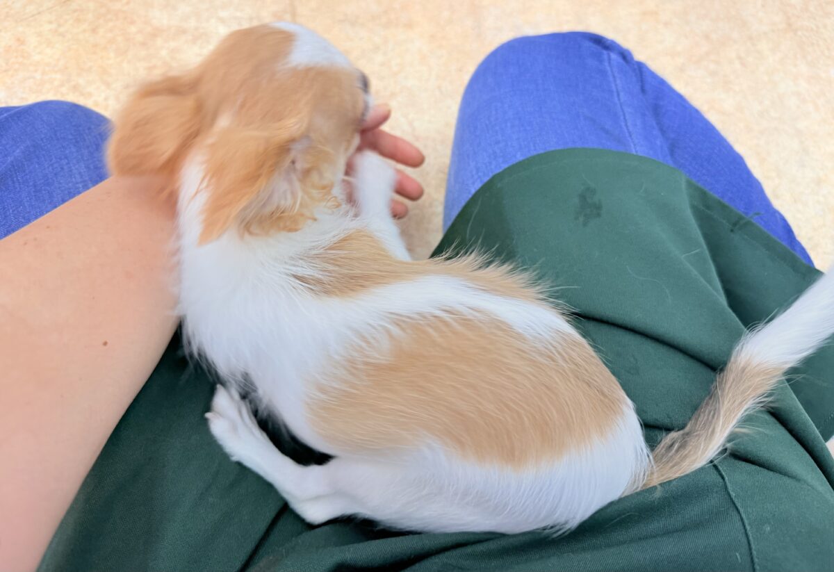 チワワ