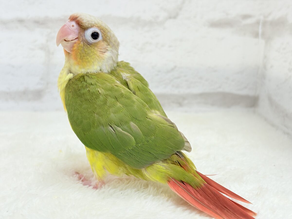 ホオミドリウロコインコ
