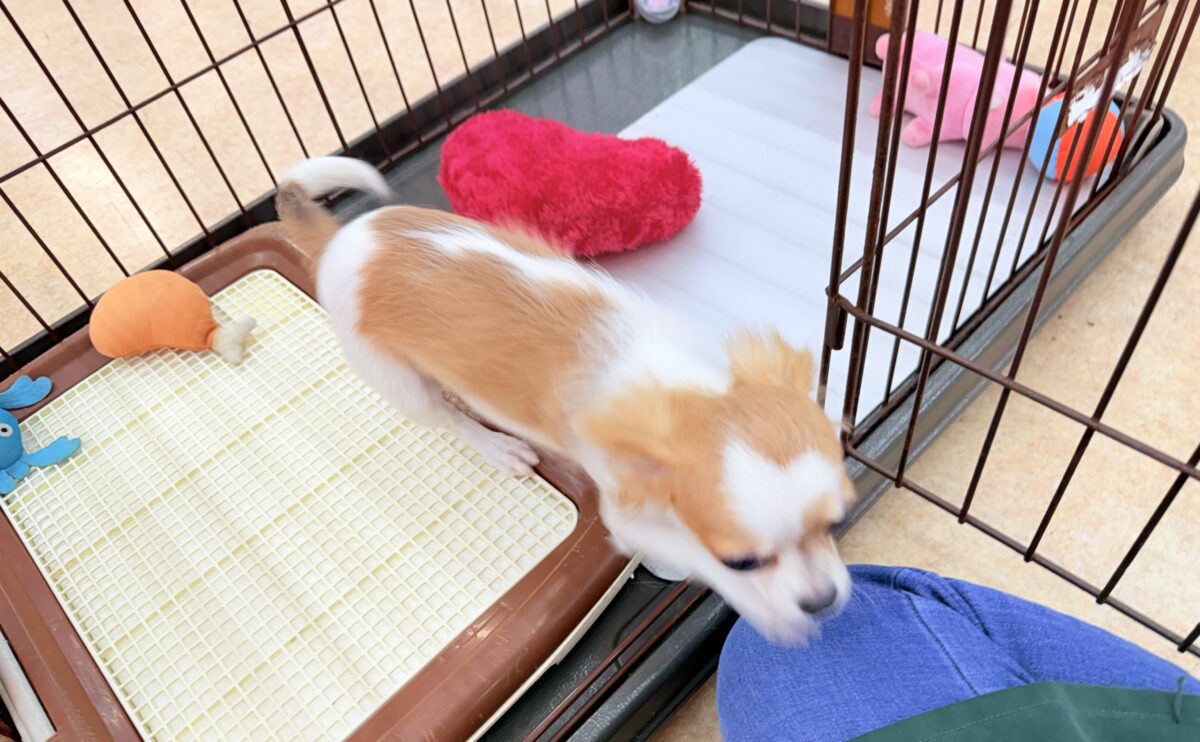 チワワ
