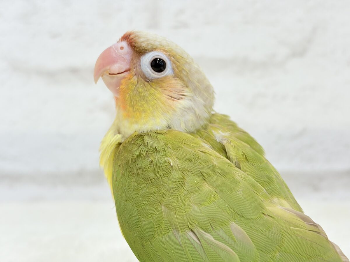 ホオミドリウロコインコ