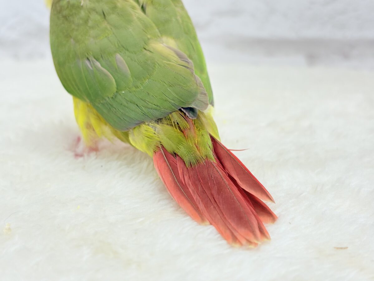 ホオミドリウロコインコ