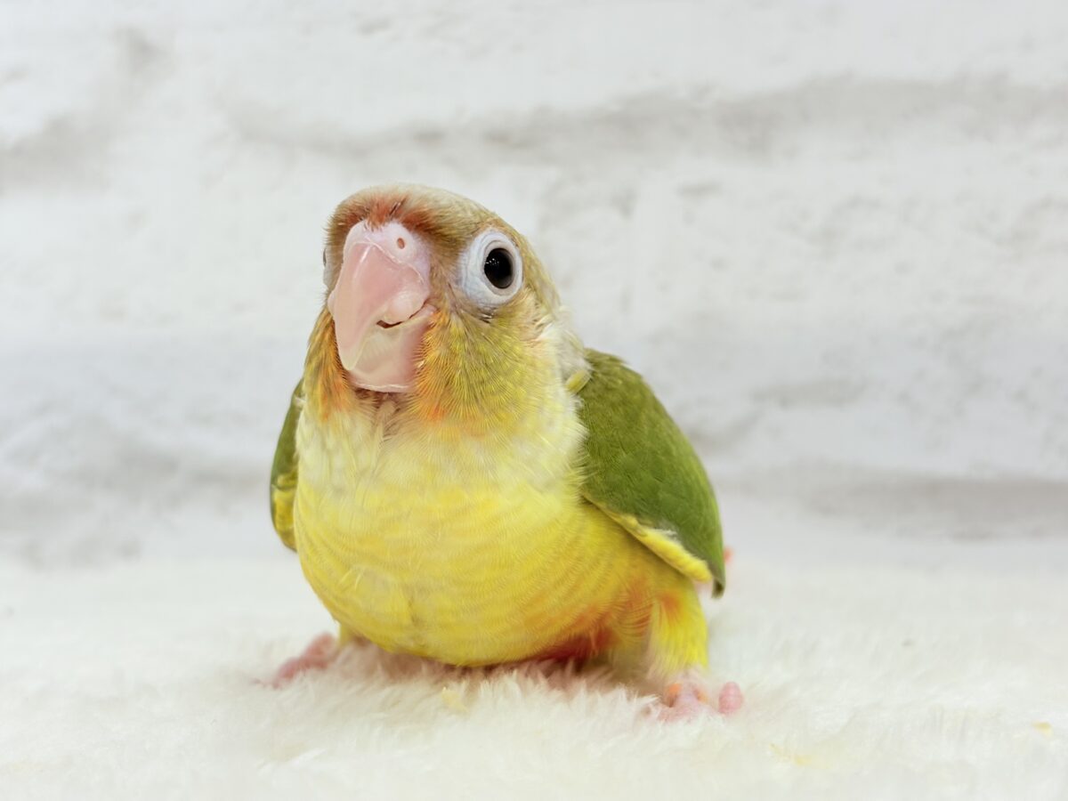 ホオミドリウロコインコ