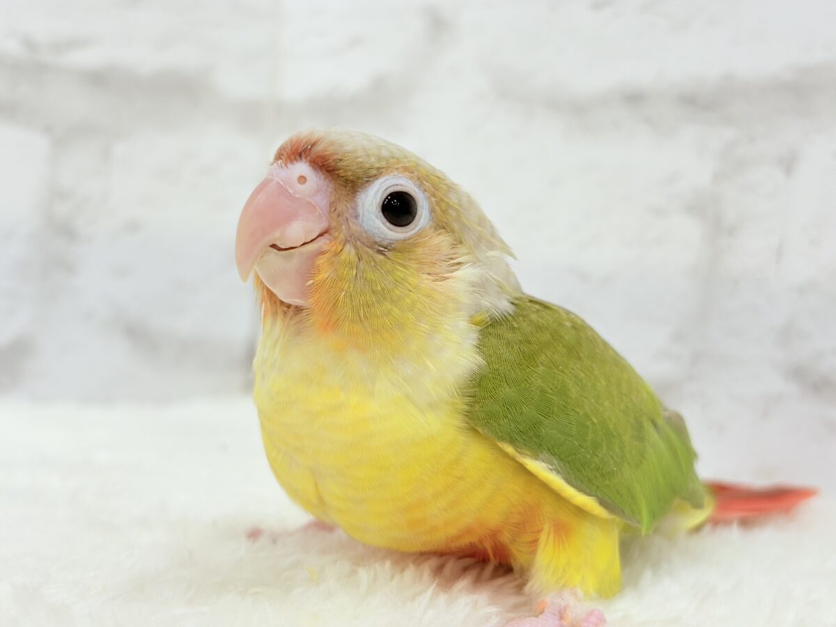 ホオミドリウロコインコ
