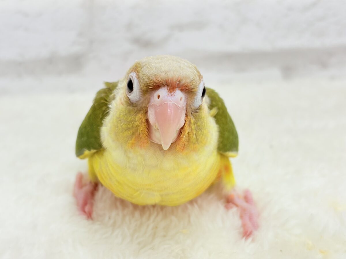 ホオミドリウロコインコ