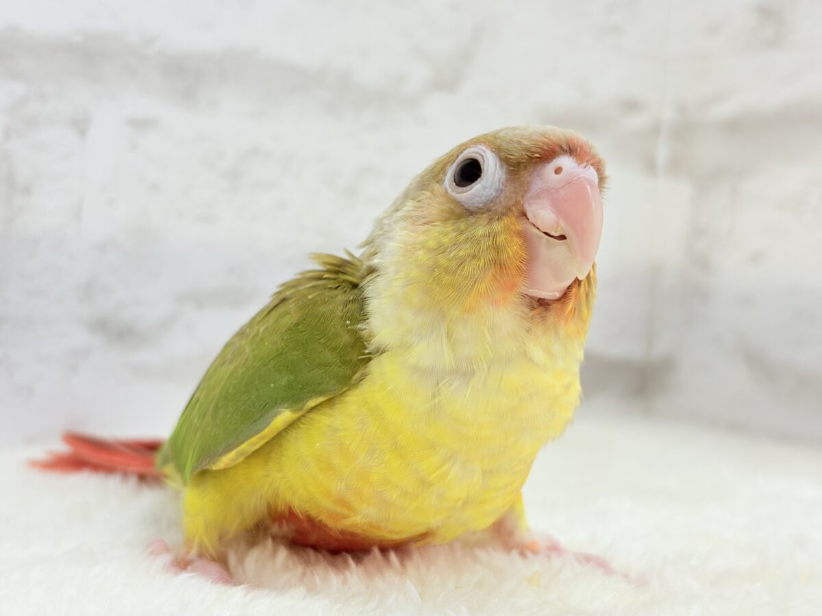 ホオミドリウロコインコ
