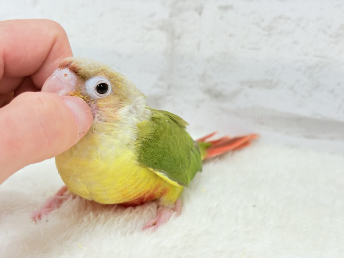 ホオミドリウロコインコ
