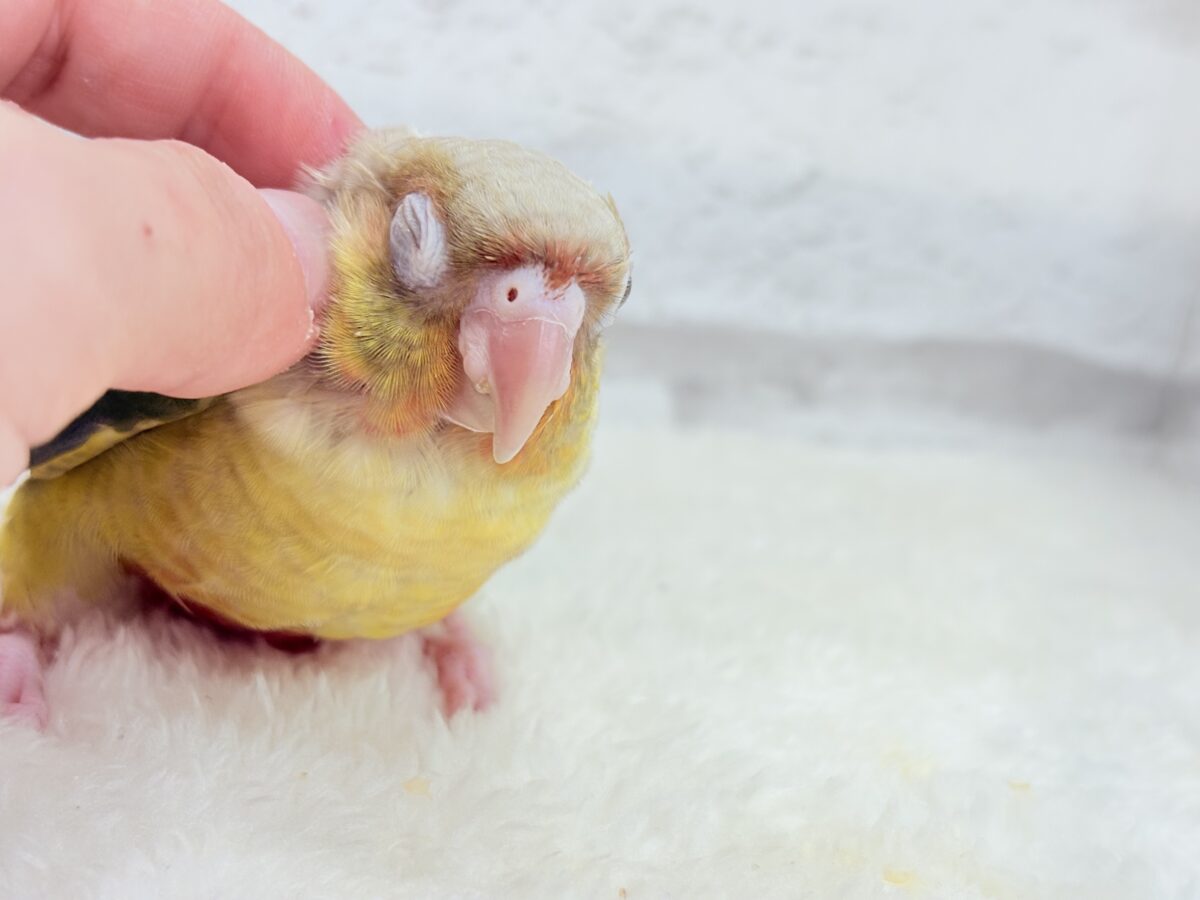 ホオミドリウロコインコ
