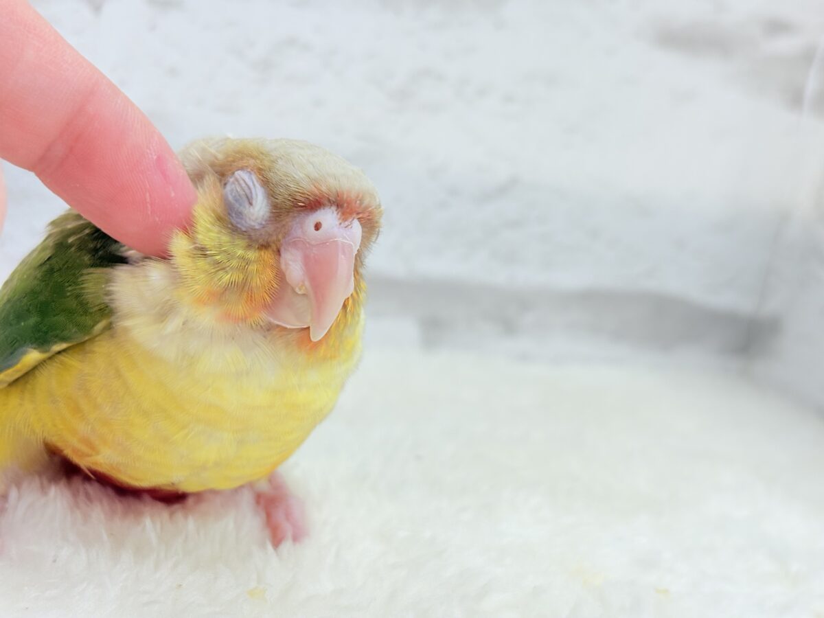ホオミドリウロコインコ