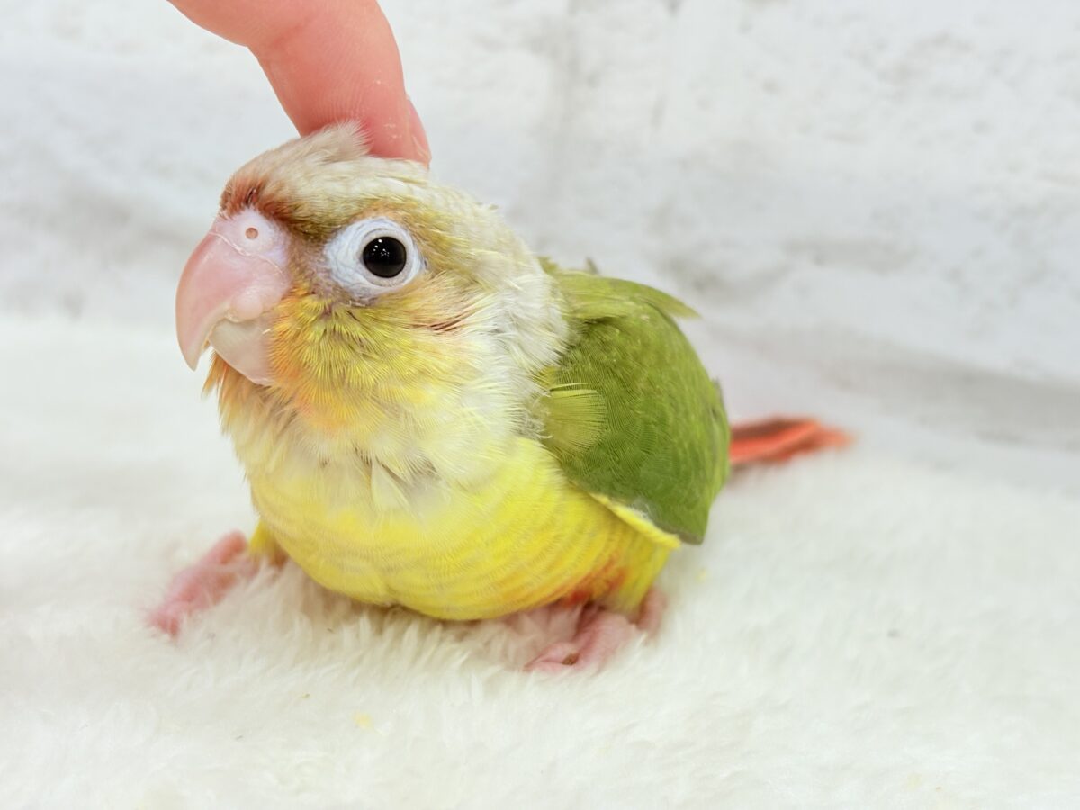 ホオミドリウロコインコ