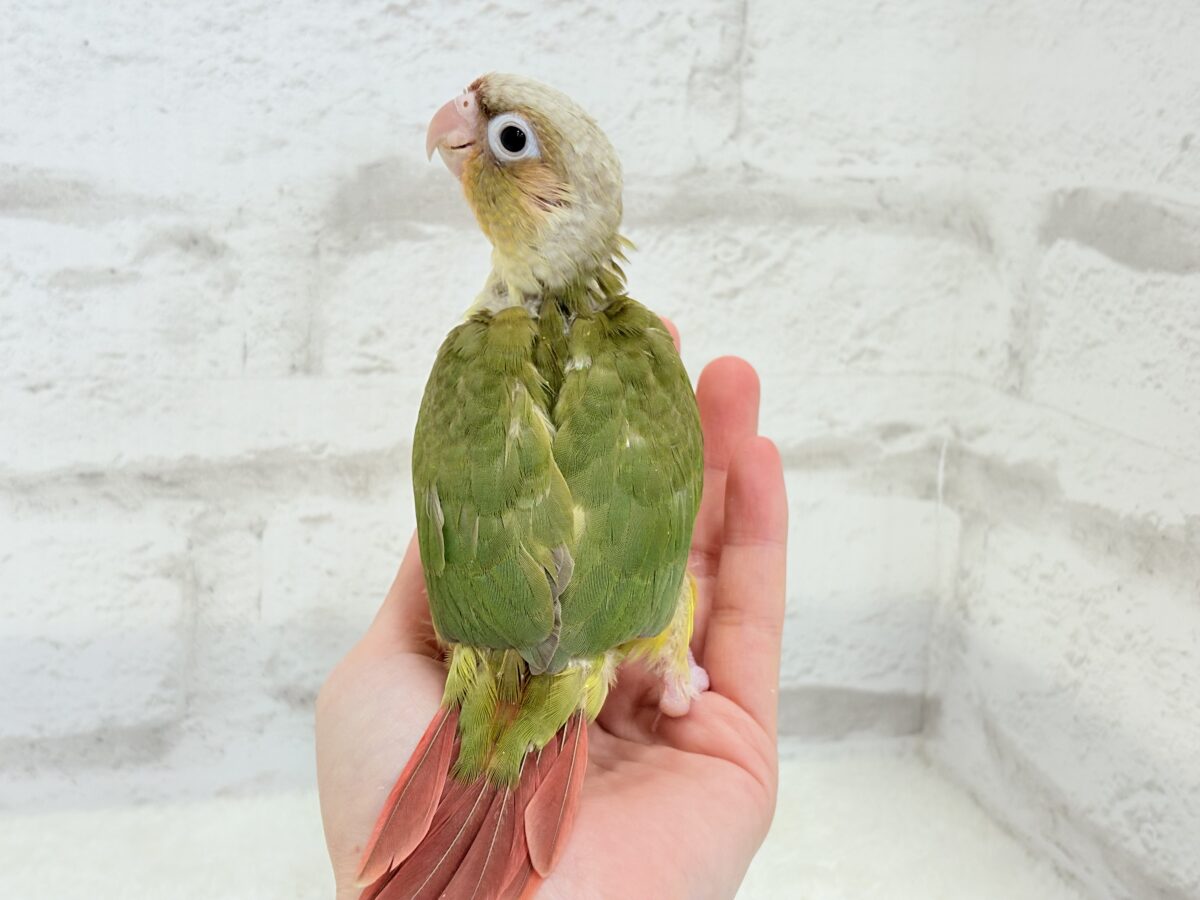 ホオミドリウロコインコ