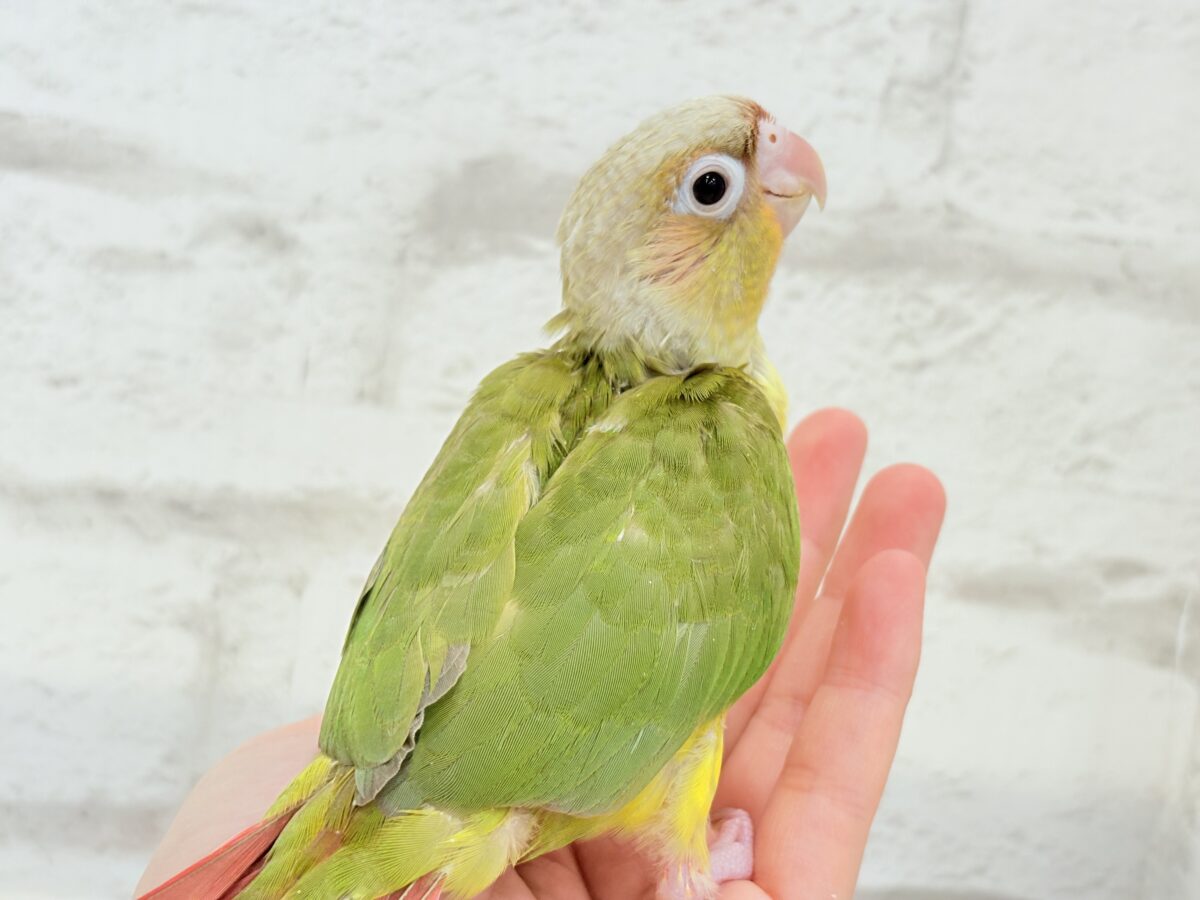 ホオミドリウロコインコ