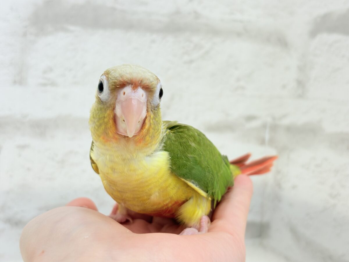 ホオミドリウロコインコ