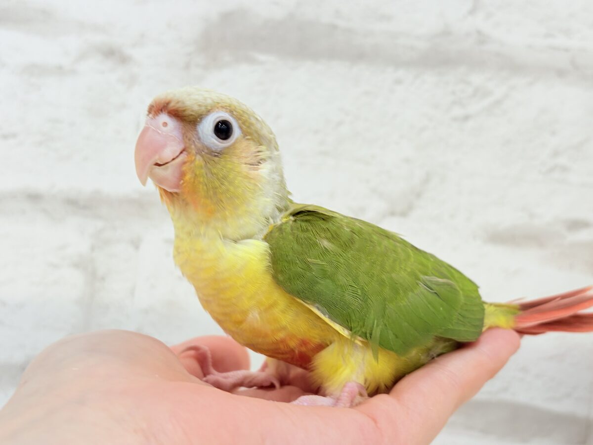 ホオミドリウロコインコ