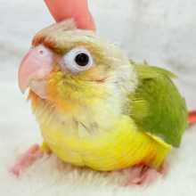 【最新画像更新🪄】常夏⛱もこもこパインちゃん🐣🍍💖ウロコインコ(パイナップル) ヒナ