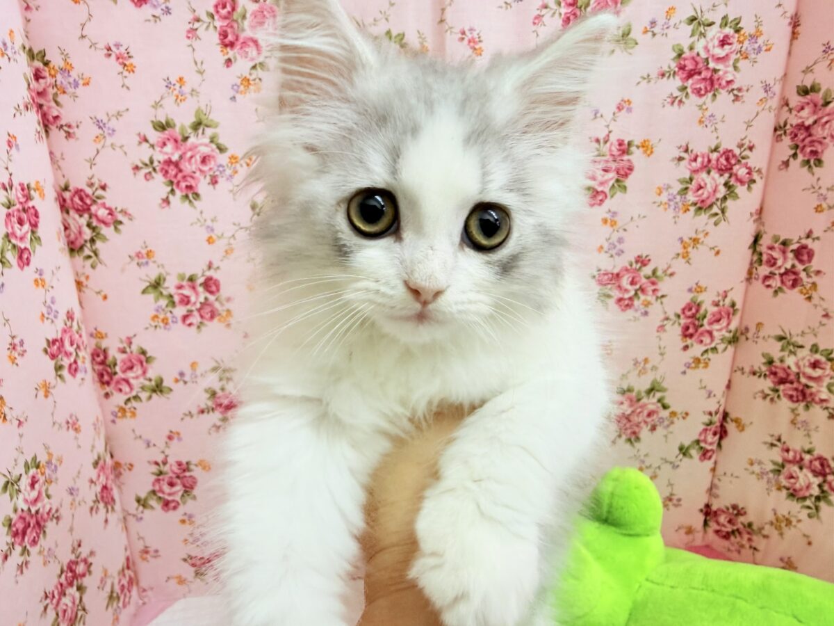 ラガマフィン