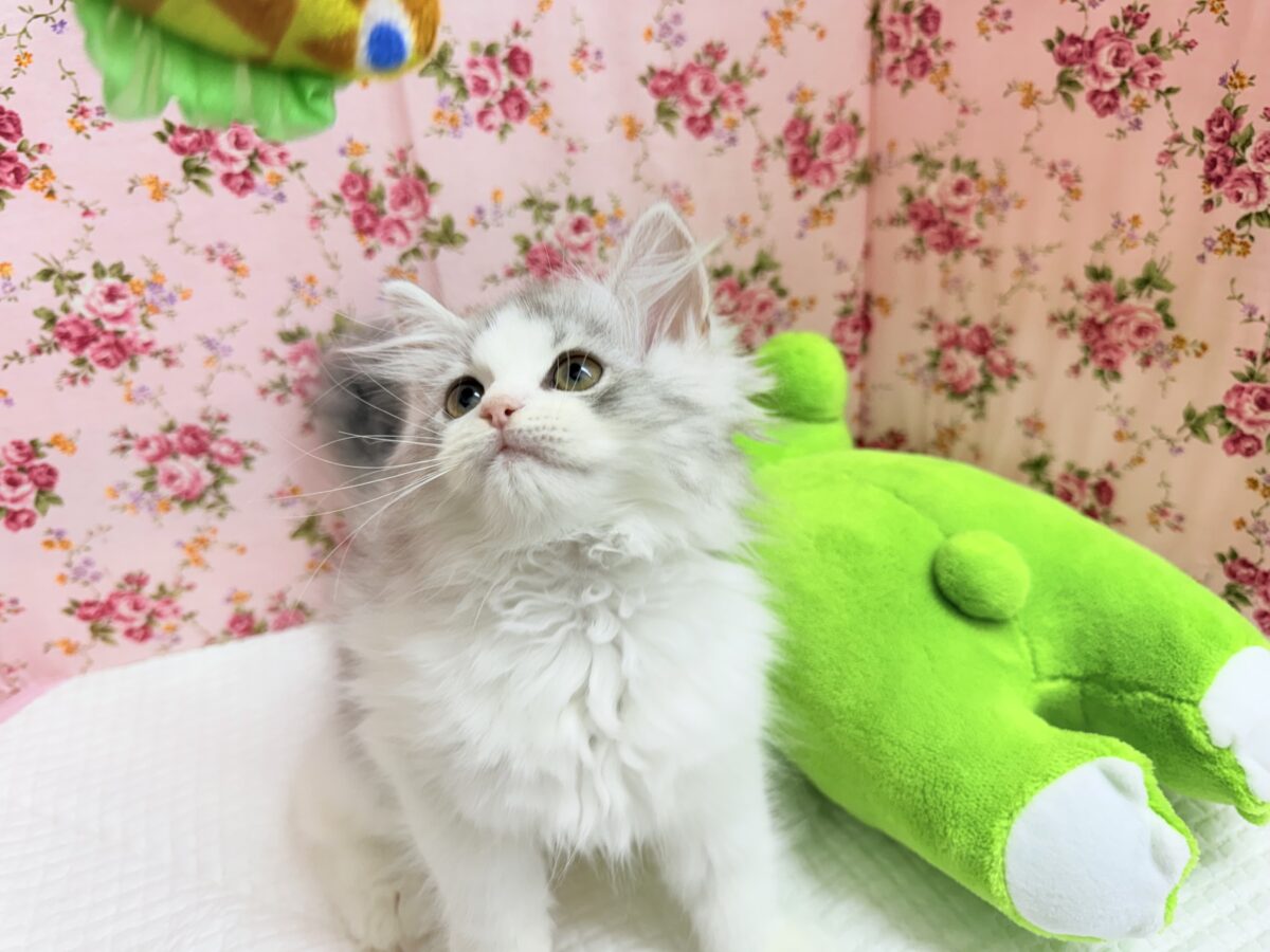 ラガマフィン