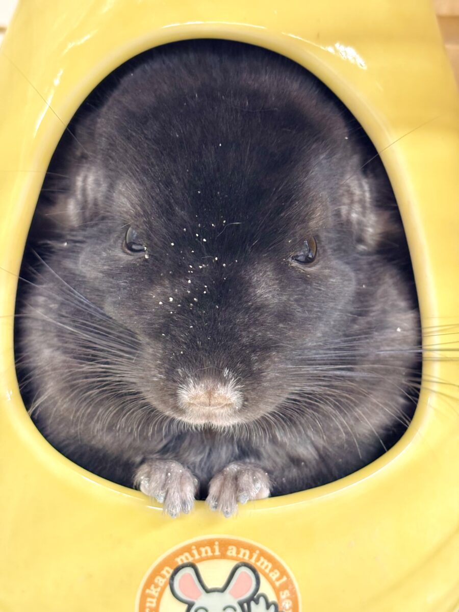 チンチラ