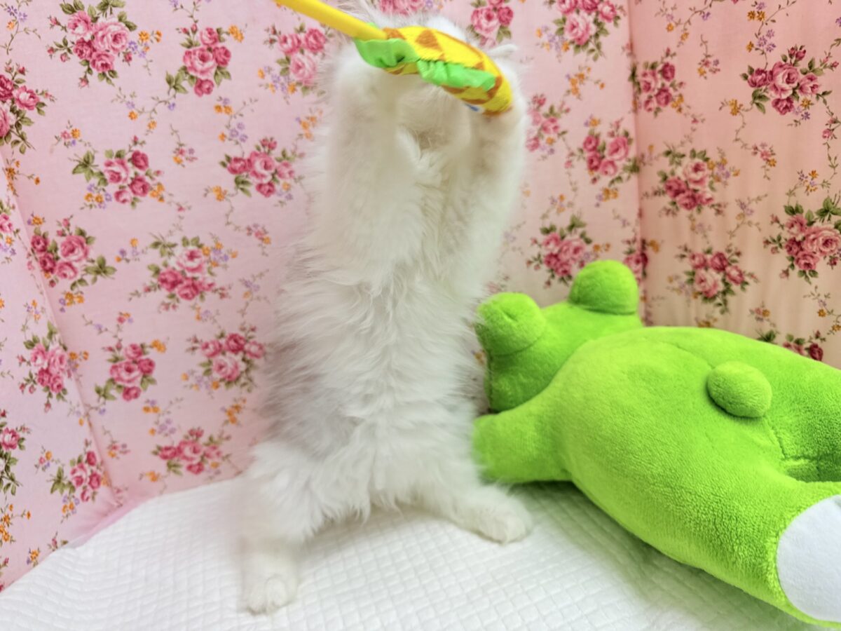 ラガマフィン