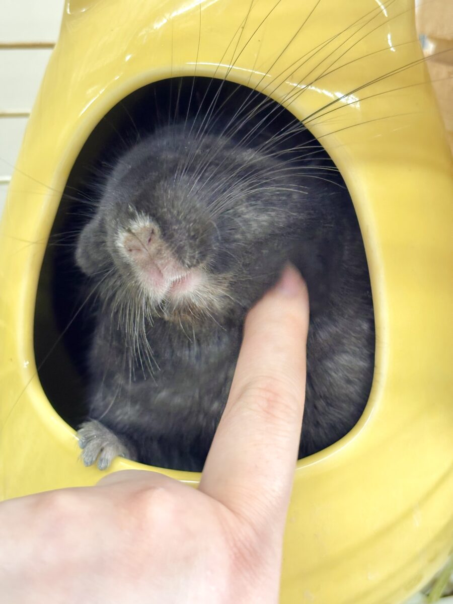 チンチラ