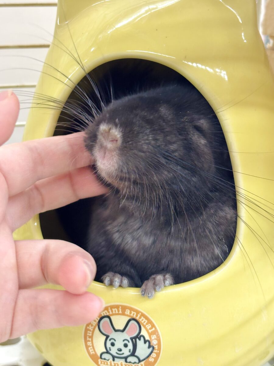 チンチラ