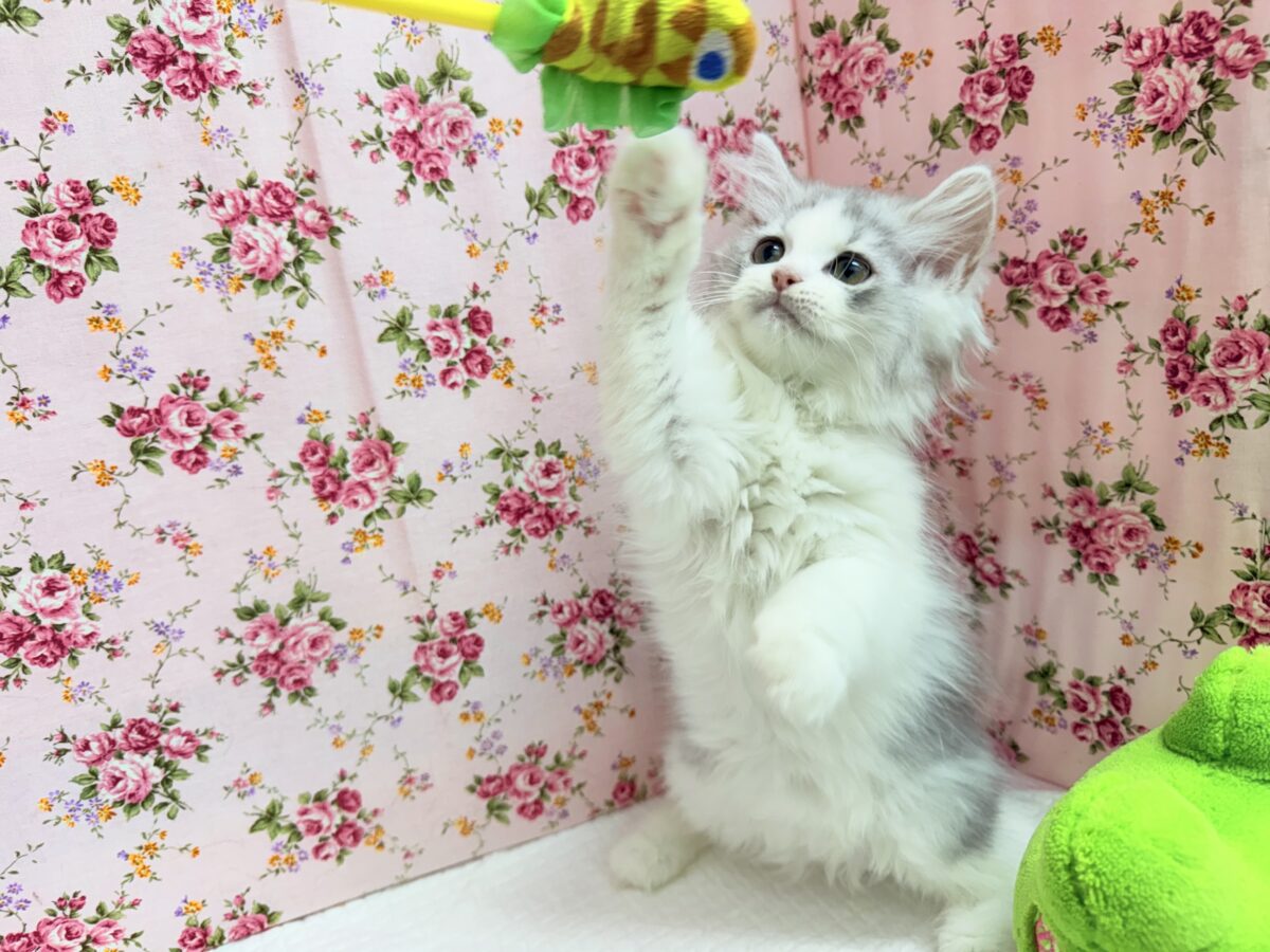 ラガマフィン