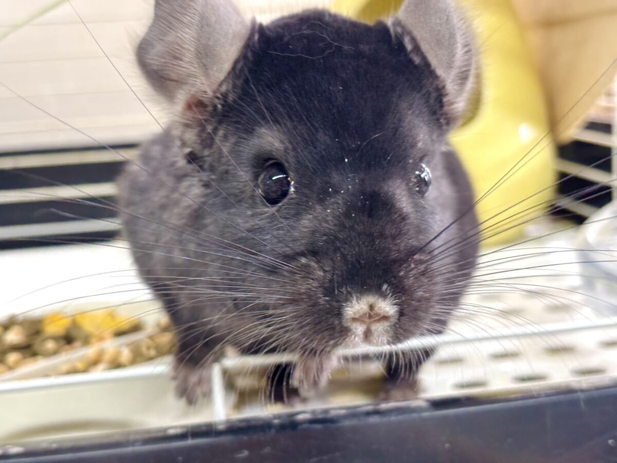 チンチラ